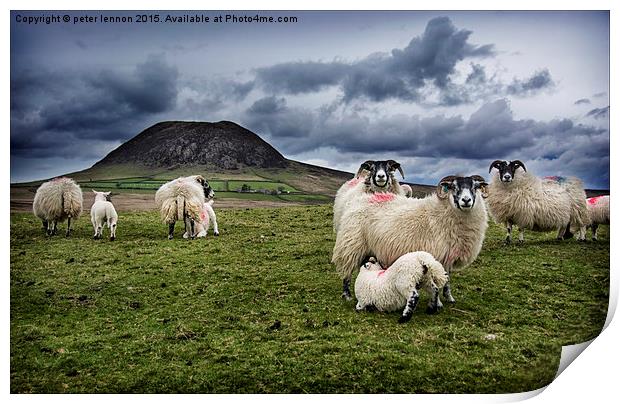  Slemish Sheep Print by Peter Lennon