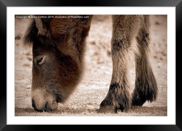 Grazing Pony Framed Mounted Print by Zena Clothier