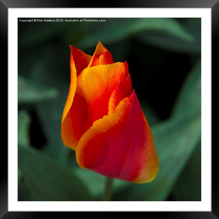  Red tulip  Framed Mounted Print by Rob Hawkins