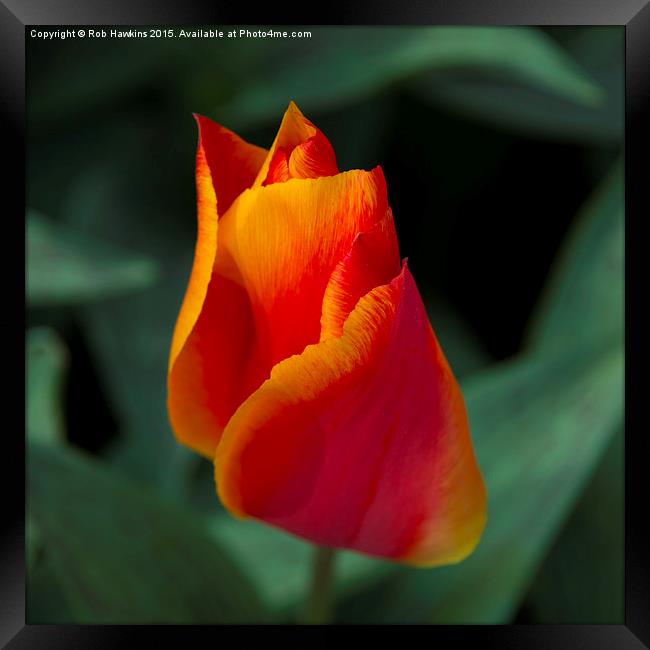  Red tulip  Framed Print by Rob Hawkins