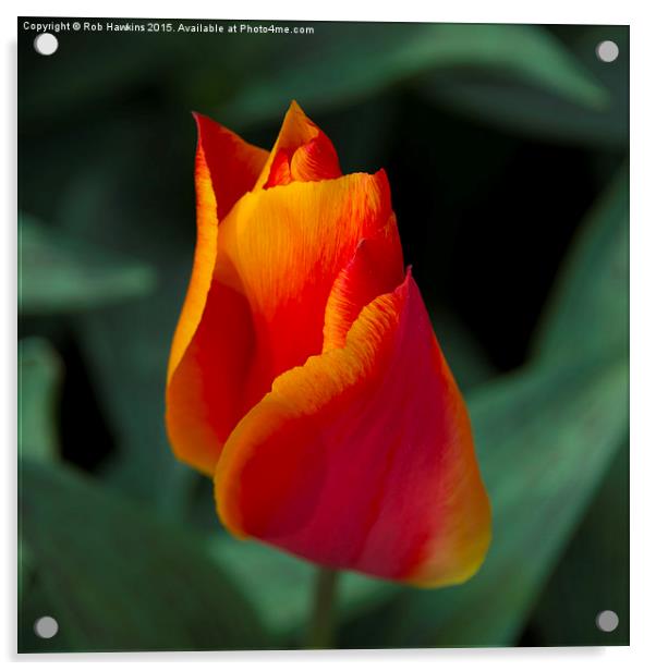  Red tulip  Acrylic by Rob Hawkins