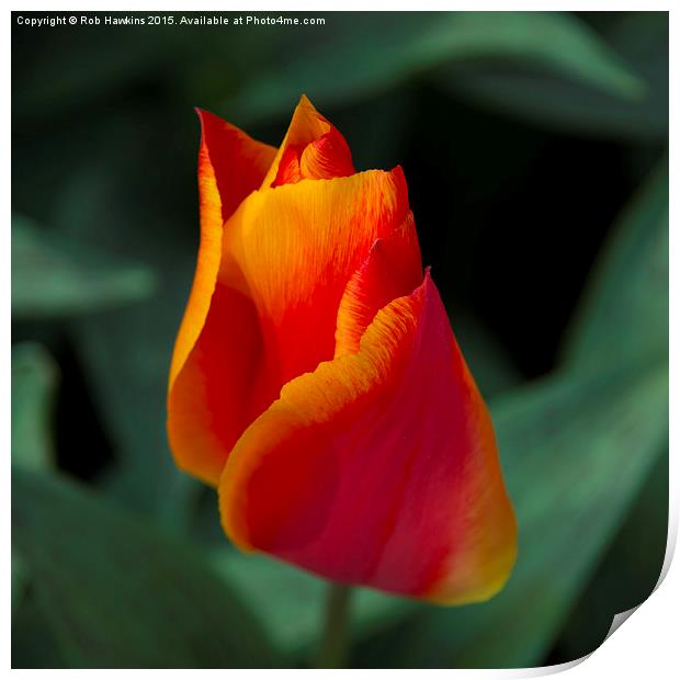  Red tulip  Print by Rob Hawkins
