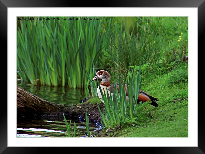  Egyptian goose Framed Mounted Print by Doug McRae