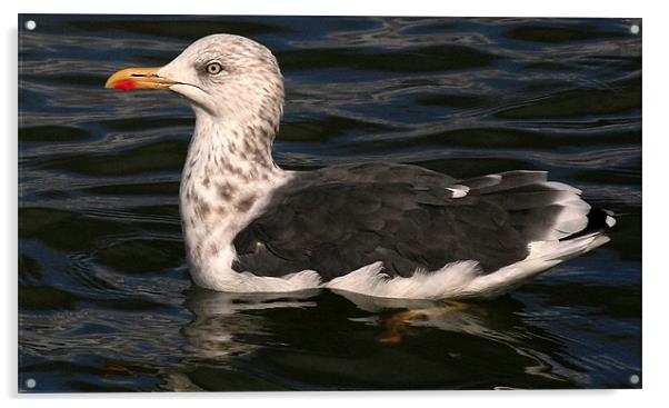 The Great Black Backed Gull Acrylic by Trevor White