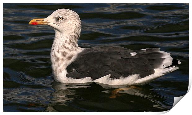 The Great Black Backed Gull Print by Trevor White