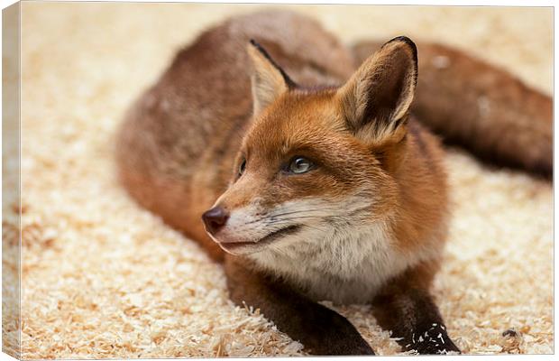  Red Fox Canvas Print by Dean Messenger