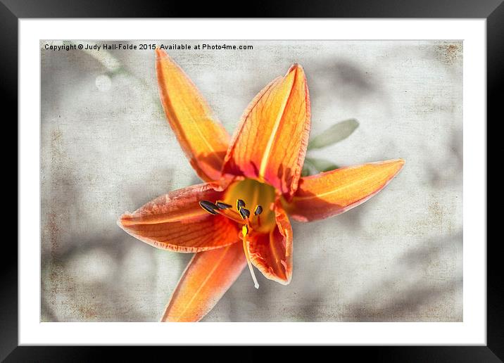  Bright Orange Lily Framed Mounted Print by Judy Hall-Folde