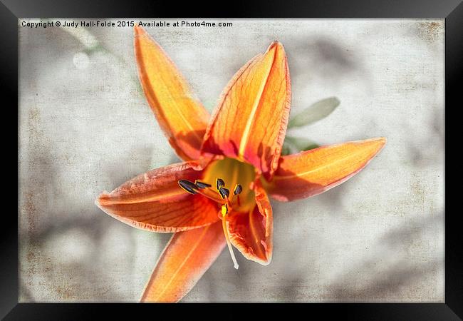  Bright Orange Lily Framed Print by Judy Hall-Folde