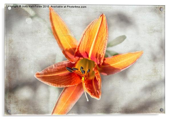  Bright Orange Lily Acrylic by Judy Hall-Folde