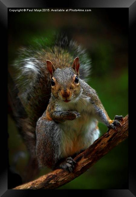 Rocky Framed Print by Paul Mays