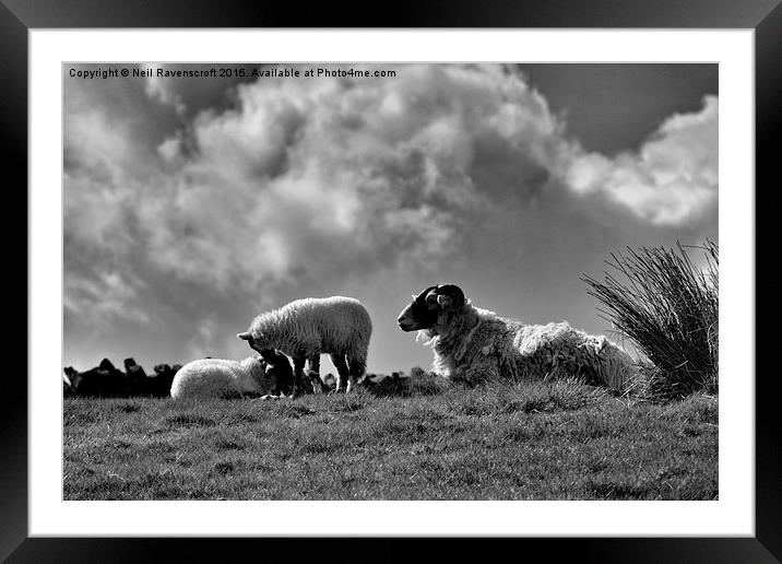  Black faced sheep with lambs Framed Mounted Print by Neil Ravenscroft