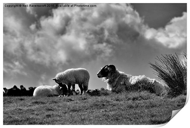  Black faced sheep with lambs Print by Neil Ravenscroft