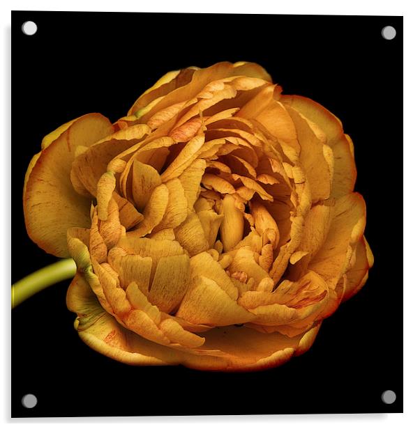  orange ruffled tulip Acrylic by Heather Newton