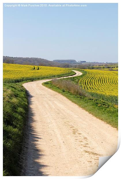 Winding Road Track Through Yellow Rape Seed Fields Print by Mark Purches