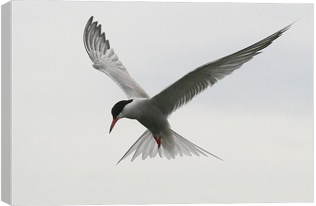 The Common Tern Canvas Print by Trevor White
