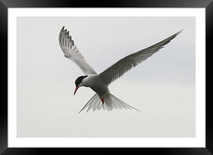 The Common Tern Framed Mounted Print by Trevor White