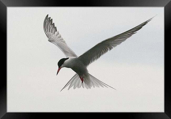 The Common Tern Framed Print by Trevor White