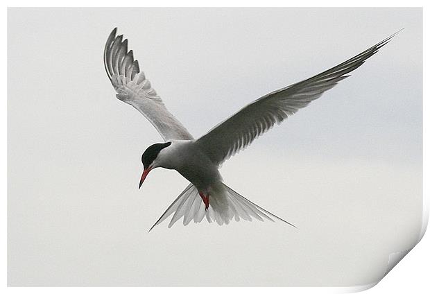 The Common Tern Print by Trevor White