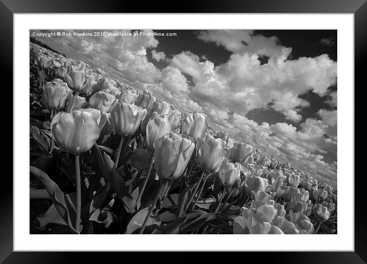  Mono Tulips  Framed Mounted Print by Rob Hawkins