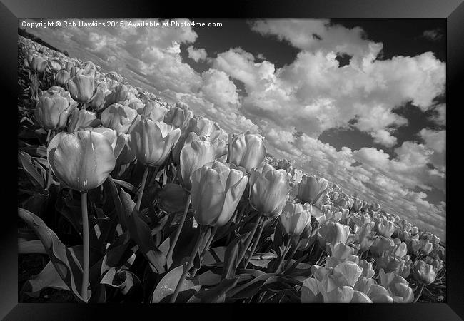  Mono Tulips  Framed Print by Rob Hawkins