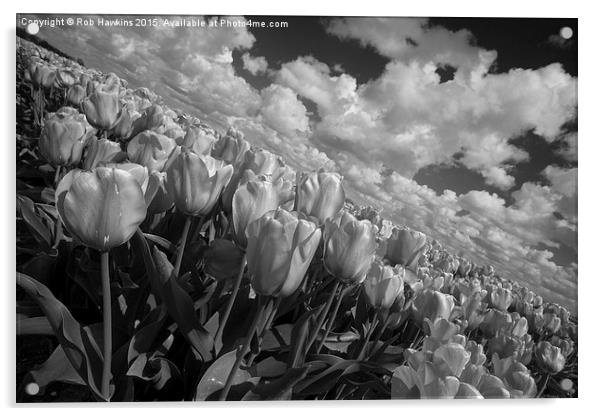  Mono Tulips  Acrylic by Rob Hawkins