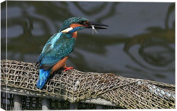 The Kingfisher Canvas Print by Trevor White