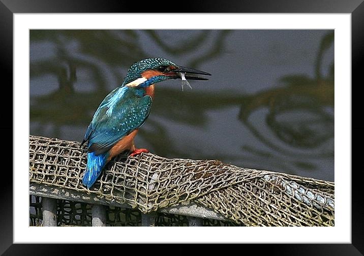 The Kingfisher Framed Mounted Print by Trevor White