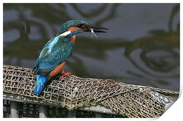 The Kingfisher Print by Trevor White