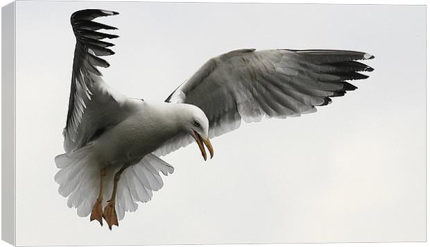 The Wings Of A Gull Canvas Print by Trevor White