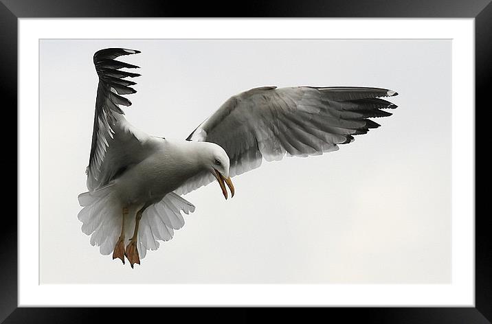 The Wings Of A Gull Framed Mounted Print by Trevor White