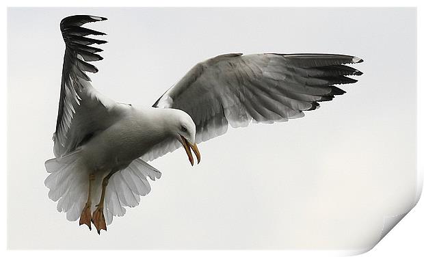 The Wings Of A Gull Print by Trevor White