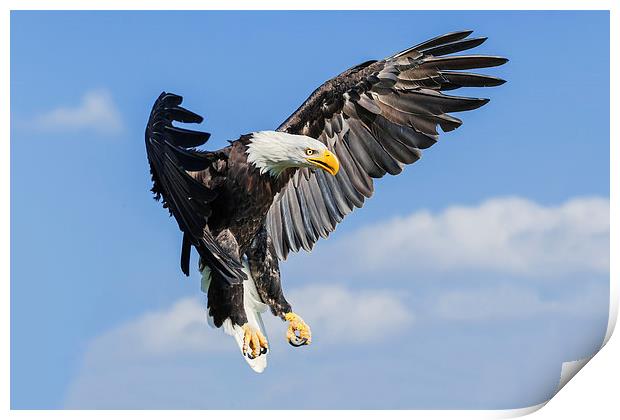 Bald Eagle coming down  Print by Ian Duffield