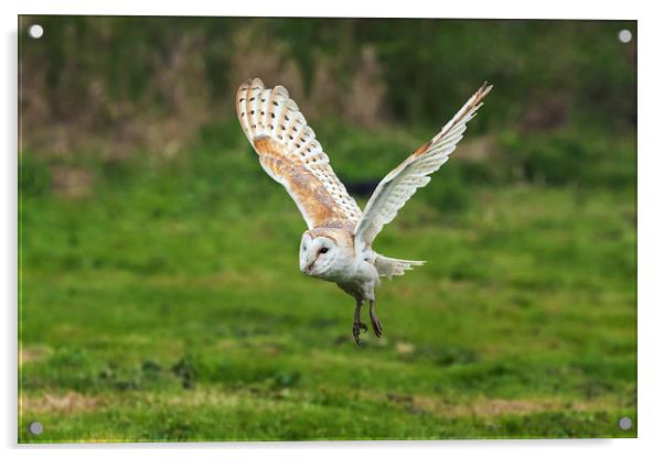 Barn owl quatering the fields.  Acrylic by Ian Duffield