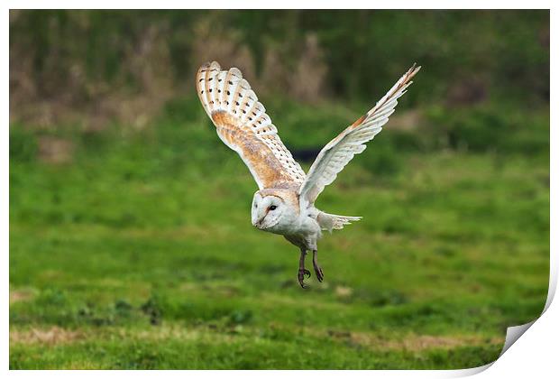 Barn owl quatering the fields.  Print by Ian Duffield