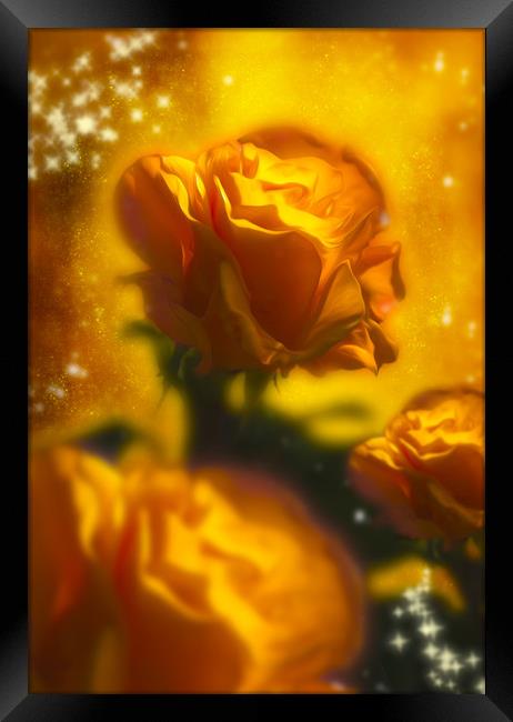  Golden Roses Framed Print by Svetlana Sewell