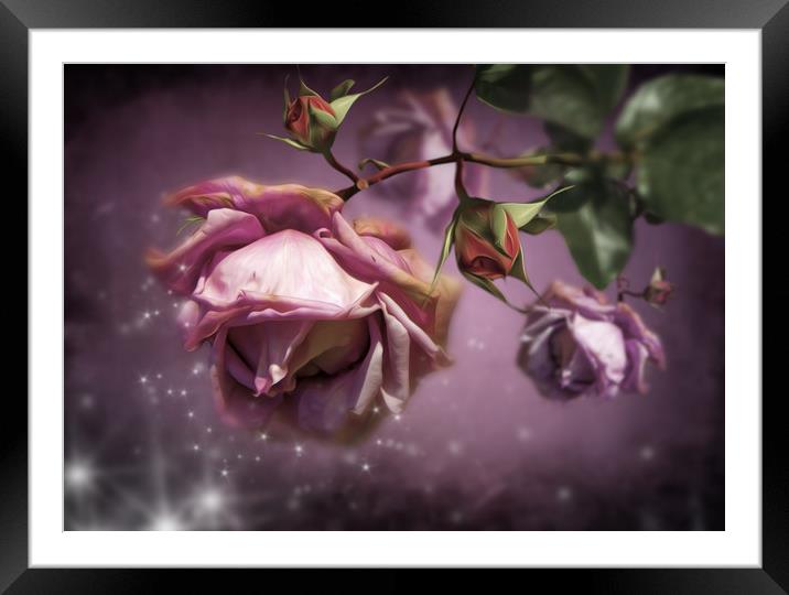  Dusky Pink Roses Framed Mounted Print by Svetlana Sewell