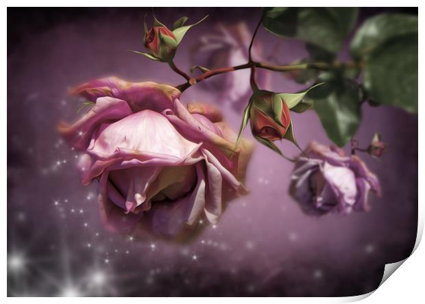  Dusky Pink Roses Print by Svetlana Sewell