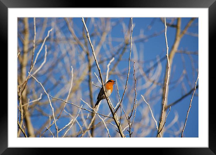 Bird In Trees Framed Mounted Print by Luke Smith