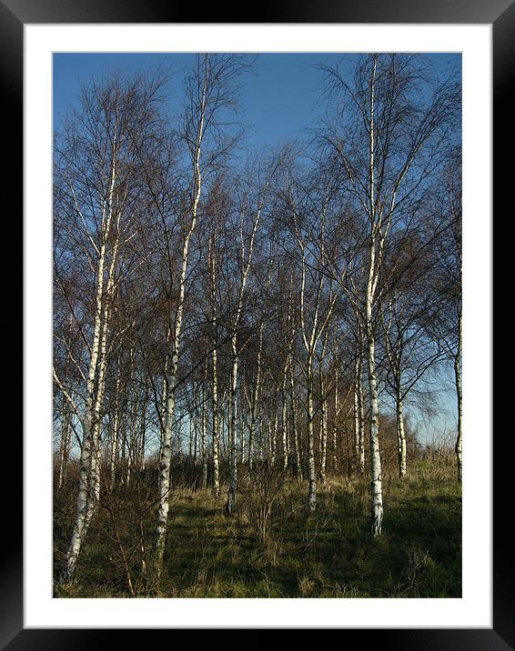 Silver Birch Trees Framed Mounted Print by Chris Day