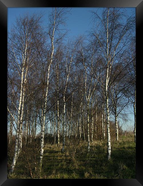 Silver Birch Trees Framed Print by Chris Day