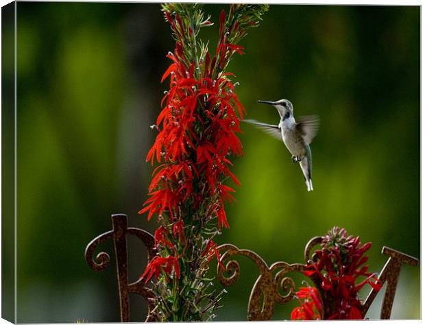 Humminngbird and Red Flower Canvas Print by Larry Pegram