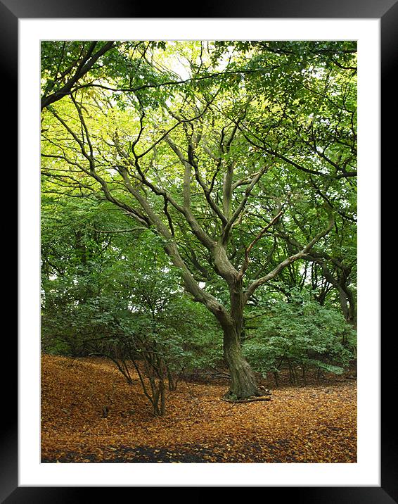 Autumn Tree Framed Mounted Print by Laura Bowen