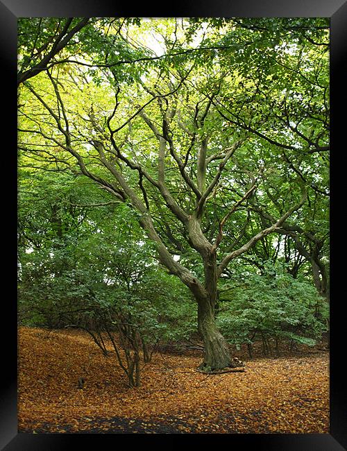 Autumn Tree Framed Print by Laura Bowen