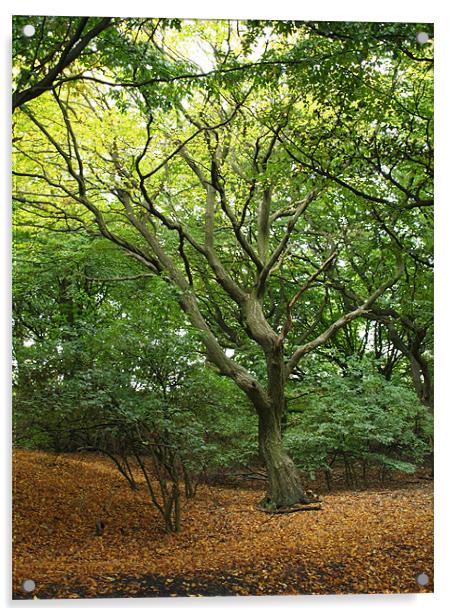 Autumn Tree Acrylic by Laura Bowen
