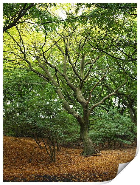 Autumn Tree Print by Laura Bowen