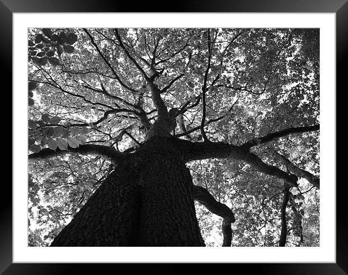 Up in the Tree Framed Mounted Print by Laura Bowen