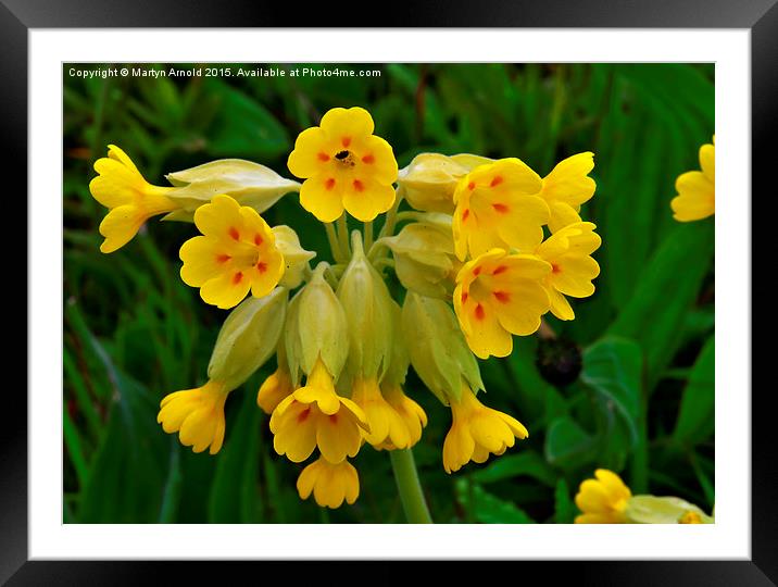  Cowslip Wild Flower Framed Mounted Print by Martyn Arnold