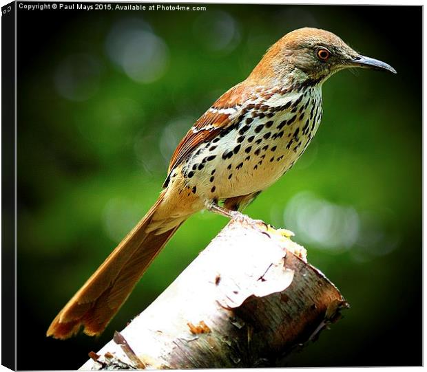  Brown Thrasher Canvas Print by Paul Mays