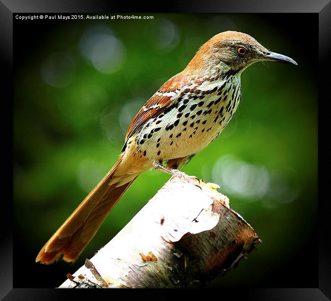  Brown Thrasher Framed Print by Paul Mays
