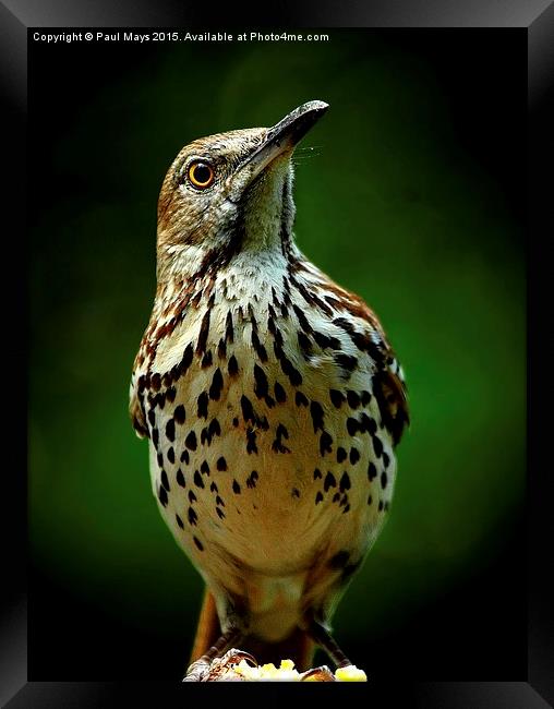  Brown Thrasher Framed Print by Paul Mays